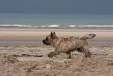 CAIRN TERRIER 368